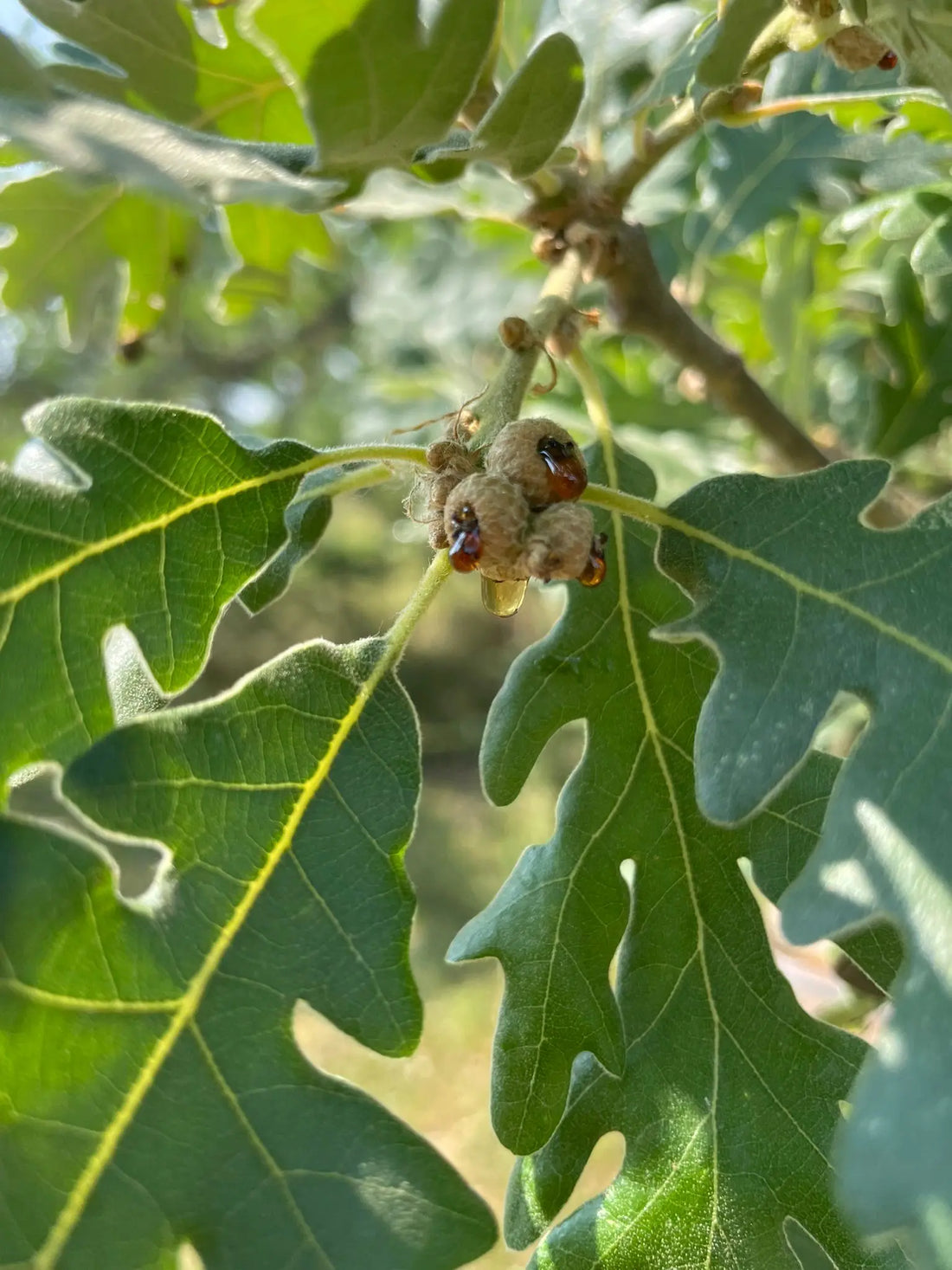 La miel de roble no nace de una flor