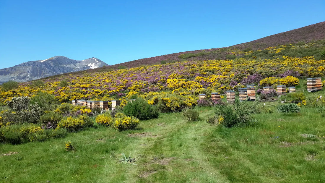 El GPS de las abejas... y por qué Asturias es uno de los mejores lugares del mundo para hacer miel