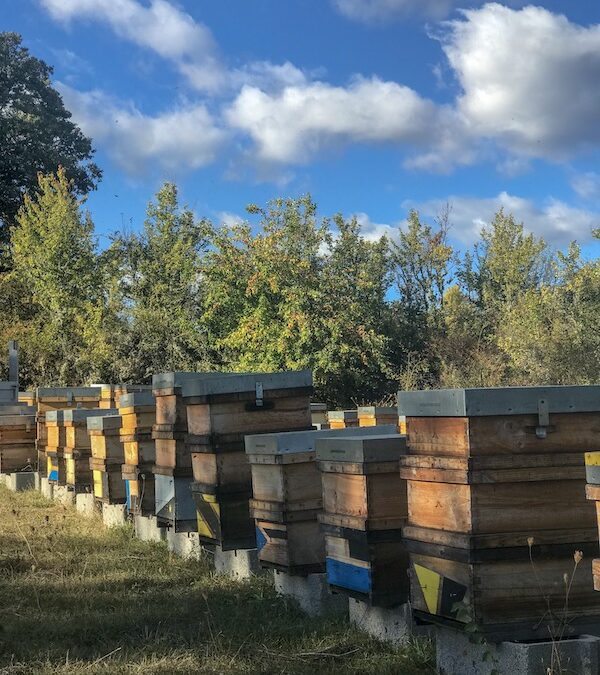 Sin abejas duraríamos 4 años